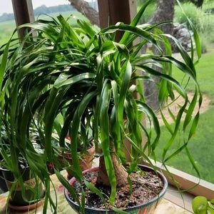 Meet your Posher, Georgean